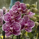 carolines orchids avatar